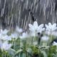 Kara-blog rain and flowers