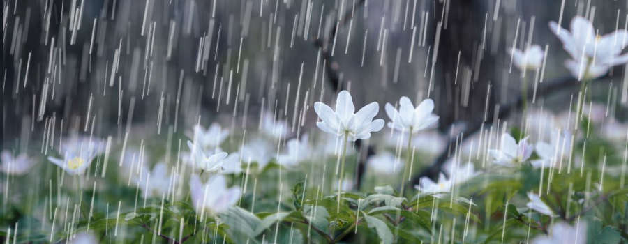 Kara-blog rain and flowers
